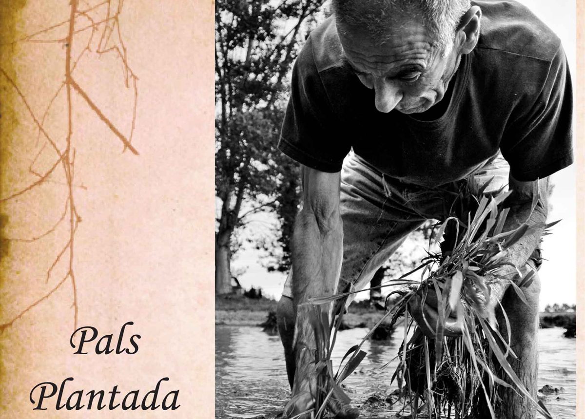 Plantada de l'arrós