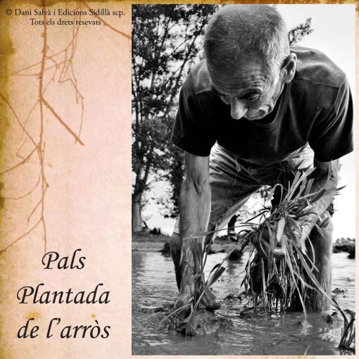 Plantada de l'arrós